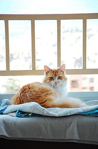 orange tabby cat on white textile thumbnail