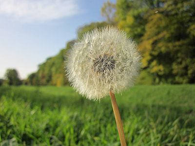 Taraxacum Sect Ruderalia, Dandelion thumbnail