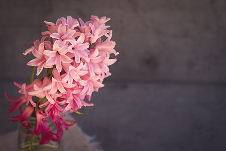closeup photography of pink flower thumbnail