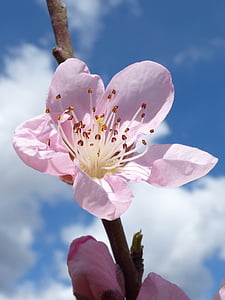 closeup photo of cherry blossom thumbnail