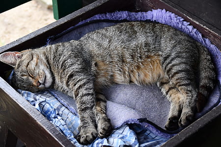 silver tabby cat lying on pet bed thumbnail