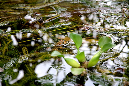 Green Leaf Plant during Daytime thumbnail