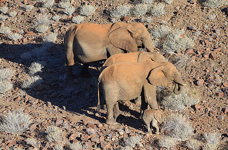 group of elephants on brown soil thumbnail
