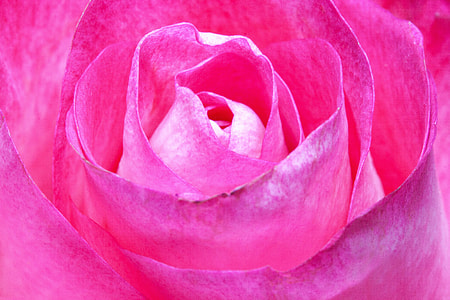 close-up photo of pink rose in bloom thumbnail