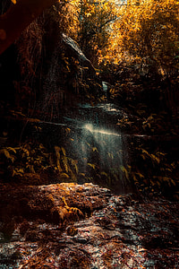forest thumbnail