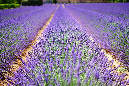 Macro Shot Photography of Purple Plants Under Sunny Sky during Daytime thumbnail