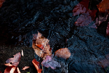 maple leaves floating on water thumbnail
