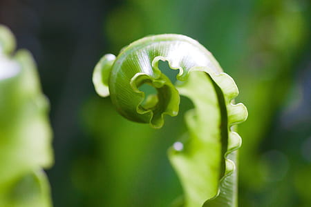 selective focus photo of green leaf thumbnail