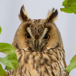brown owl standing near leaves thumbnail