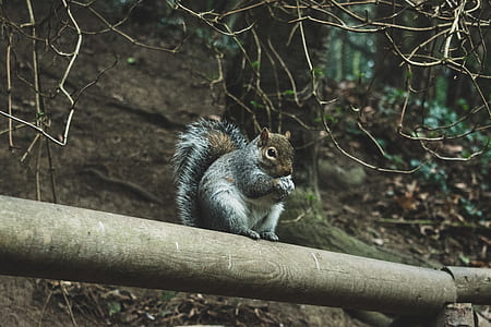 grey squirrel sitting on wood log thumbnail