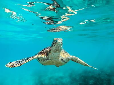 underwater photography of brown turtle thumbnail
