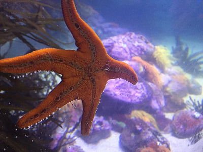 orange starfish underwater thumbnail