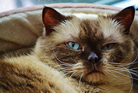 close-up photo of brown cat thumbnail