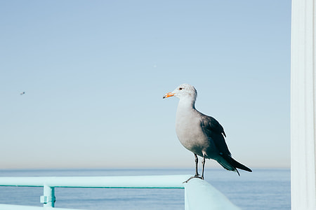 white and gray bird perching on blue metal railing during daytime thumbnail