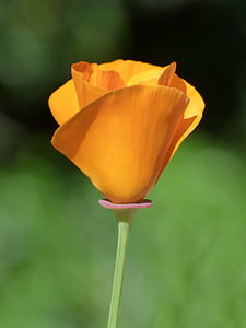 yellow flower on stem thumbnail