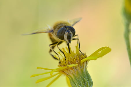 close up photo of hoverfly perched on yellow flower thumbnail