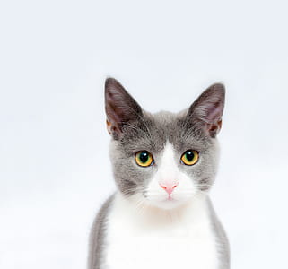 animal, pet, cute, eyes thumbnail