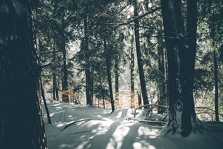 photograph of woods during winter thumbnail