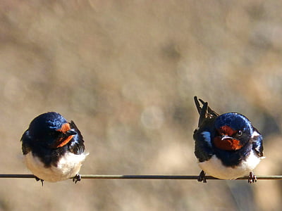 two blue birds thumbnail