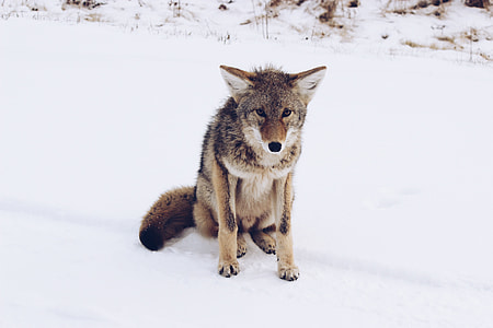 short-coated brown and black dog on field covered by snow at daytime thumbnail