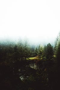 birds eye photography of lake between tall trees thumbnail