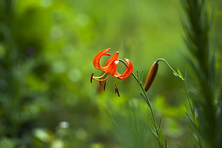 shallow focus photography of flower thumbnail