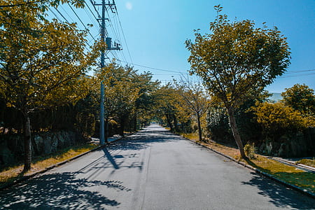 road, street, trees, empty thumbnail