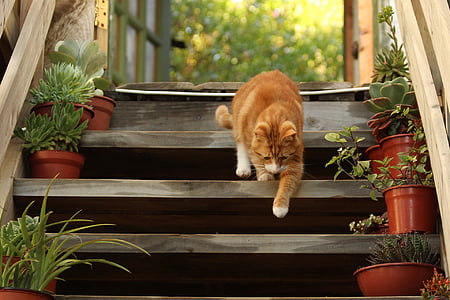 photo of orange tabby cat walking stair thumbnail