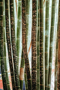 focus photography of bamboo trees thumbnail