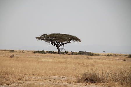 green tree on brown grass field at daytime thumbnail