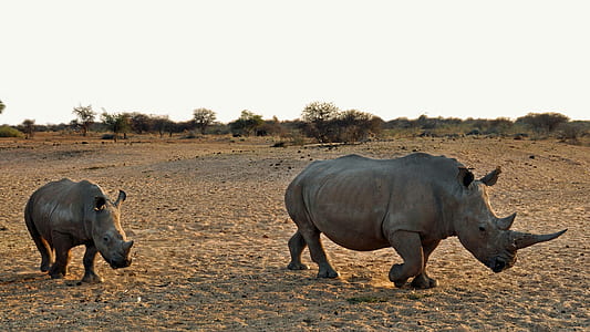 two rhinos thumbnail