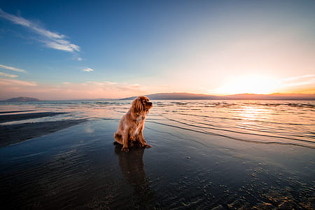 brown dog on seashore under calm sky thumbnail