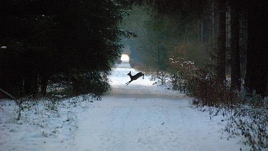 black deer jumping on road thumbnail