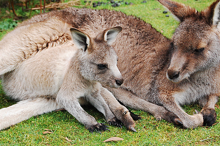 kangaroo and joey laying on green grass during daytime thumbnail