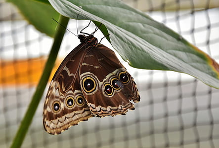 Morpho butterfly perched under green leaf selective closeup photography thumbnail