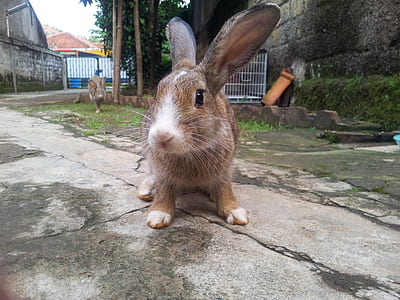 brown rabbit thumbnail