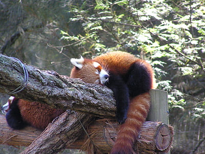 two brown-and-black racoon sleeping at tree during daytime thumbnail