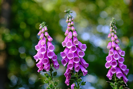 selective focus photography of purple flowers thumbnail