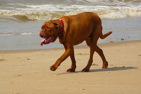 French mastiff walking on shore thumbnail