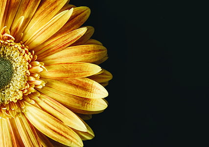 orange gerbera daisy flower in close-up photography thumbnail