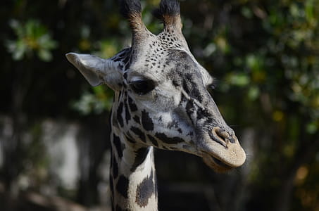 Giraffe thumbnail