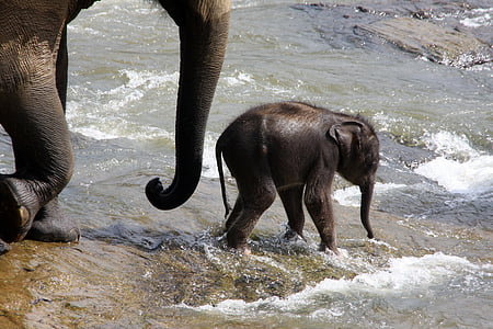 two black elephants walking on white body of water during daytime thumbnail