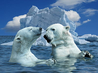 two polar bears swimming near iceberg during daytime thumbnail