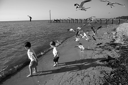 flocks of seagull in seashore thumbnail