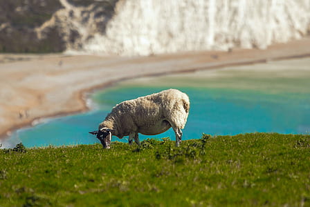 white lamb on green grass field thumbnail