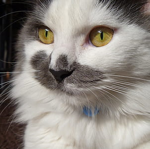 short-coated white and gray cat thumbnail