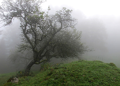 trees and mountains thumbnail