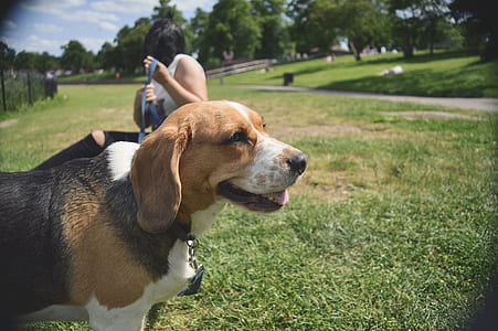 animal, dog, pet, park thumbnail