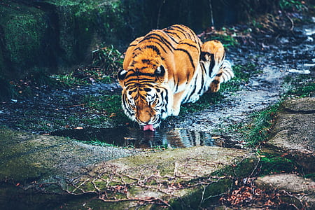 photo of tiger drinking body of water thumbnail