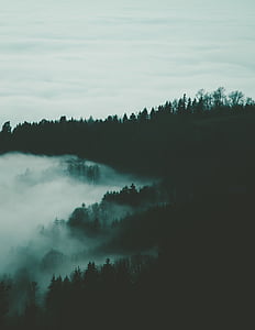 green trees in the forest thumbnail